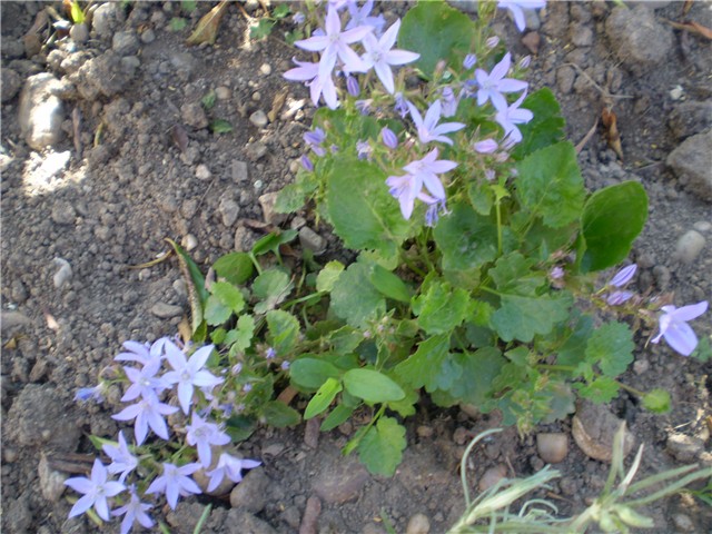 campanule
